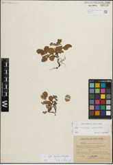 Foto von Salix herbacea L. x Salix reticulata L.